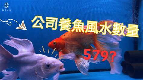 魚要養幾隻|2024年魚缸養魚數量吉凶解析